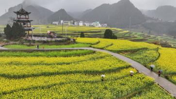 贵州铜仁：千余亩油菜花吸引游客