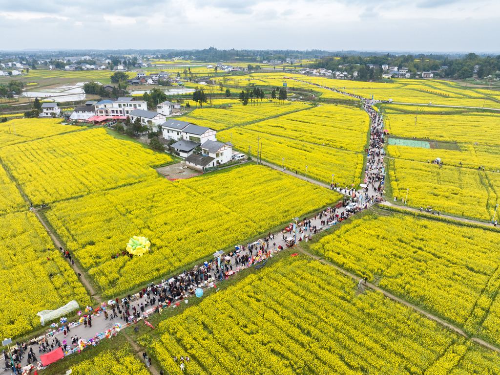 四川广安：油菜花开正艳 乡村旅游升温