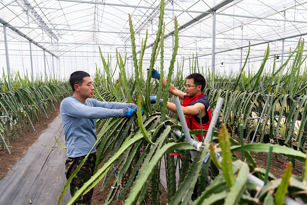 浙江金华：智慧大棚田间管理忙