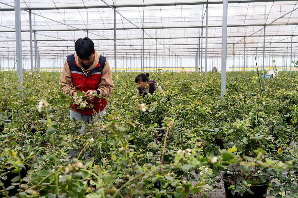浙江金华：智慧大棚田间管理忙