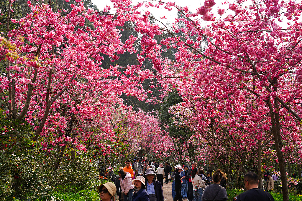 云南昆明：市民踏青赏花享美好春日时光
