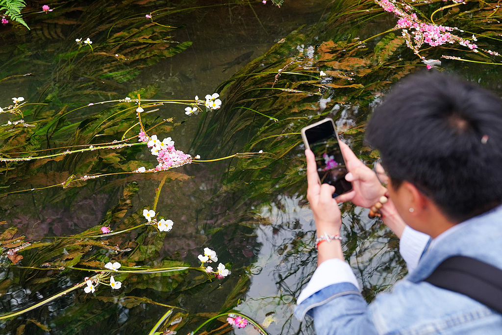云南昆明：市民踏青赏花享美好春日时光