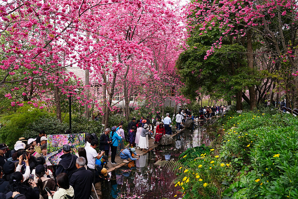 云南昆明：市民踏青赏花享美好春日时光