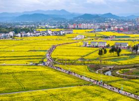 四川广安：油菜花开正艳 乡村旅游升温