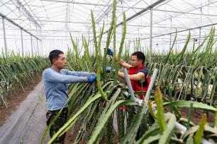 浙江金华：智慧大棚田间管理忙