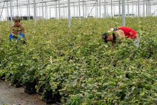 浙江金华：智慧大棚田间管理忙