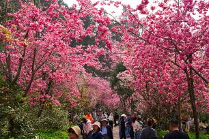 云南昆明：市民踏青赏花享美好春日时光