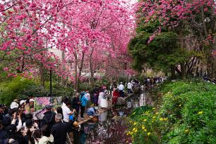 云南昆明：市民踏青赏花享美好春日时光