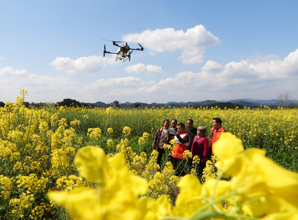 四川达州：农技员利用无人机开展春管工作