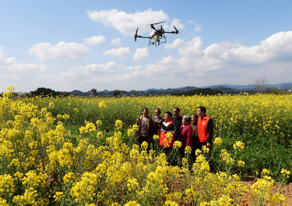 四川达州：农技员利用无人机开展春管工作