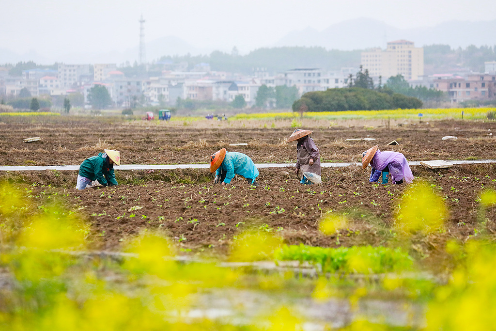 湖南新田：村民抢抓农时进行田间春种