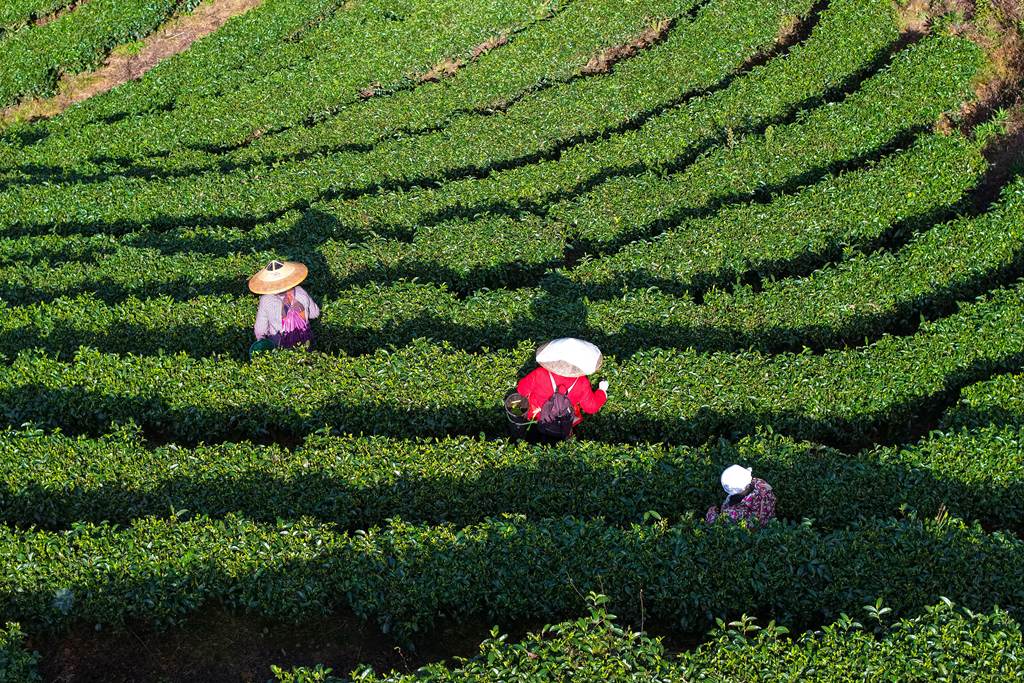 湖南怀化：茶农采摘春茶