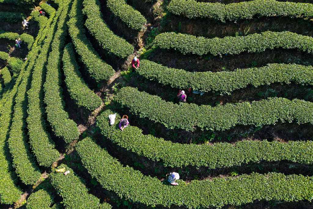 湖南怀化：茶农采摘春茶