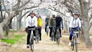 安徽亳州：骑行爱好者杏花林中乐享春光