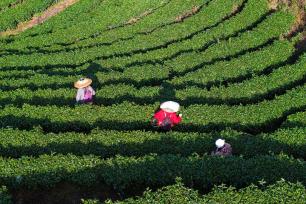 湖南怀化：茶农采摘春茶