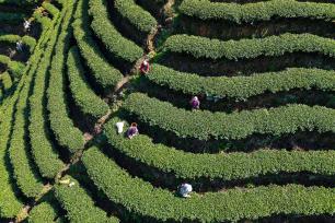 湖南怀化：茶农采摘春茶