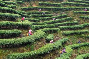 湖南怀化：茶农采摘春茶