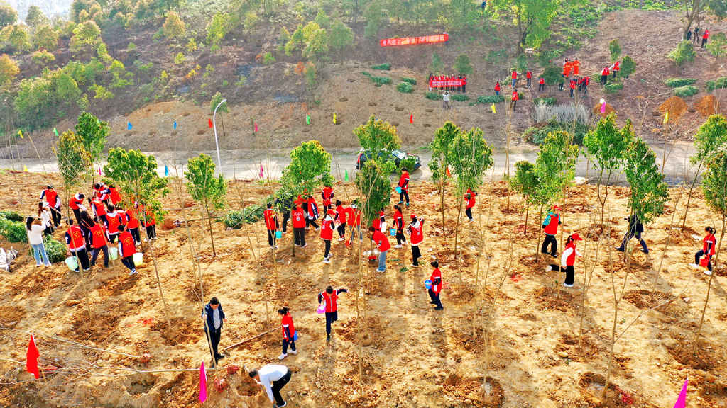 重庆：植树造林筑牢城市生态屏障