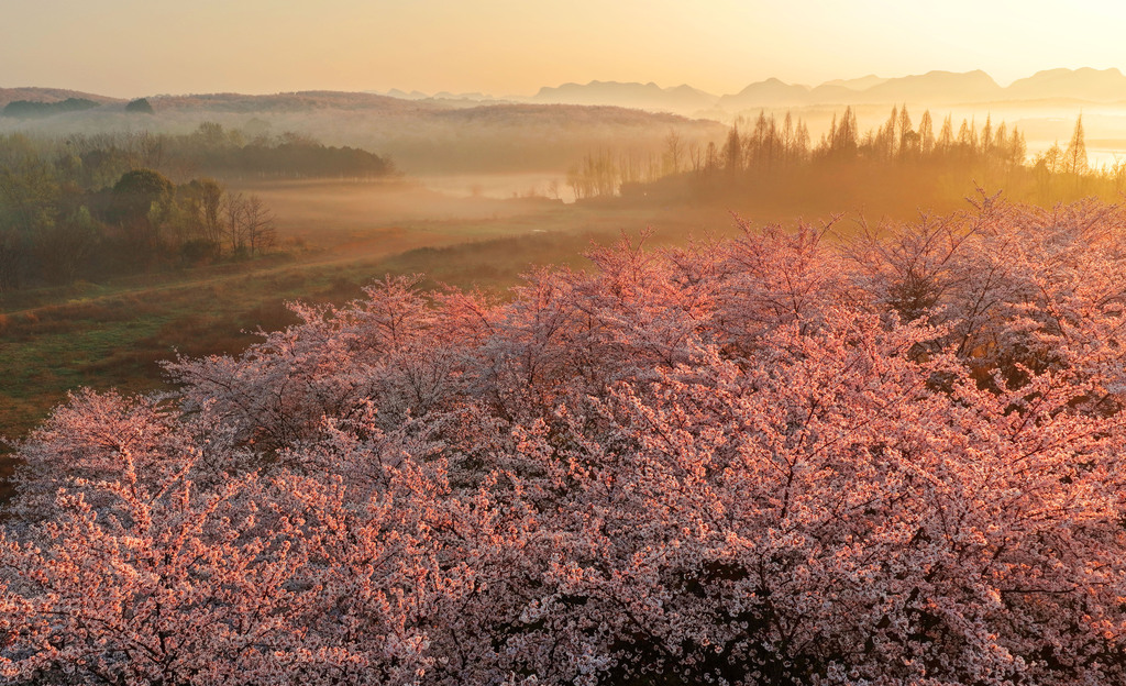 贵州安顺：万亩樱花进入盛花期