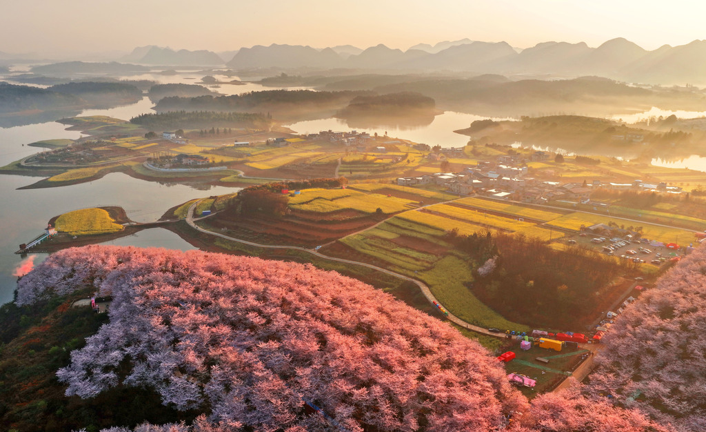 贵州安顺：万亩樱花进入盛花期