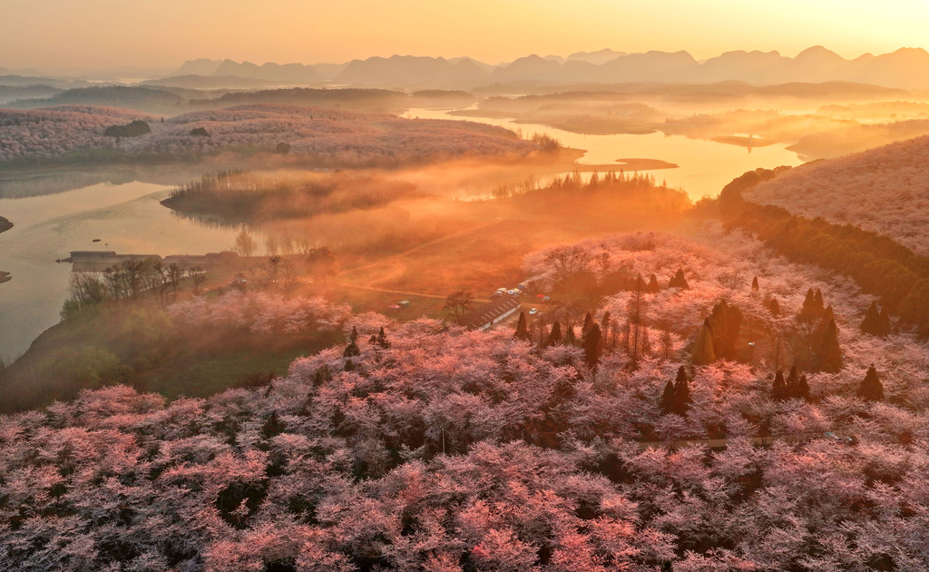 贵州安顺：万亩樱花进入盛花期