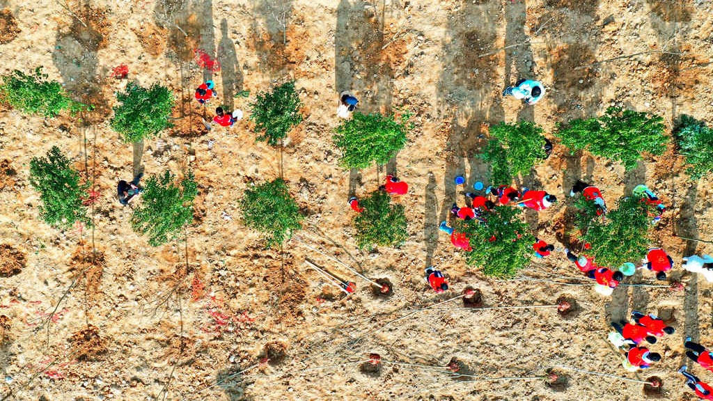 重庆：植树造林筑牢城市生态屏障