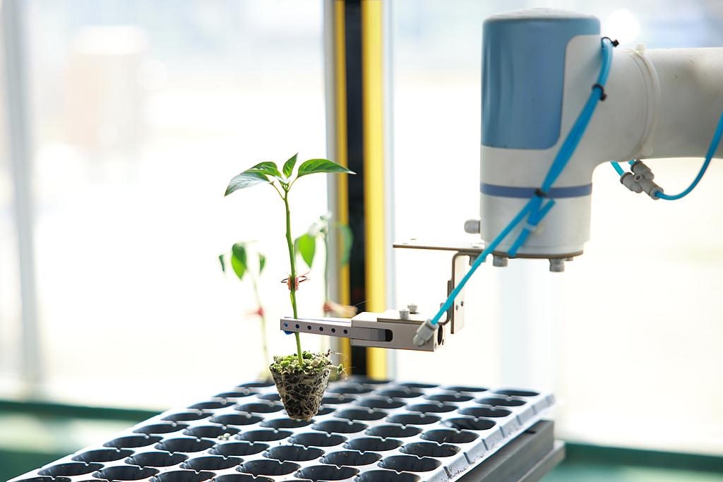 浙江桐乡：科技育苗助春耕