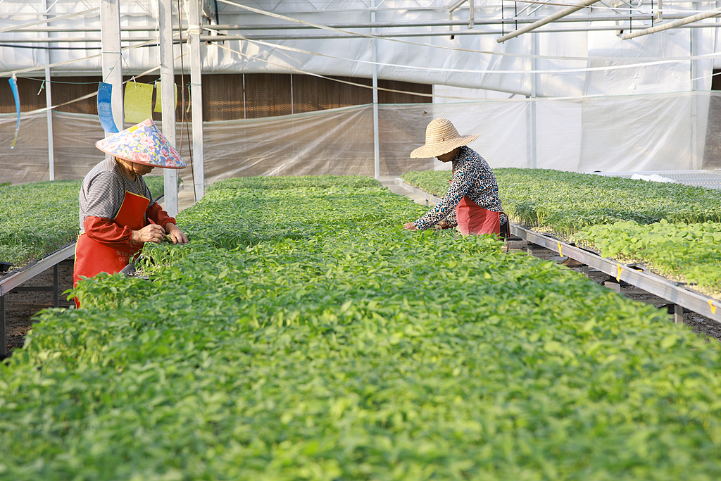 浙江桐乡：科技育苗助春耕