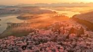 贵州安顺：万亩樱花进入盛花期