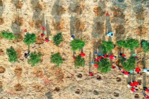 重庆：植树造林筑牢城市生态屏障