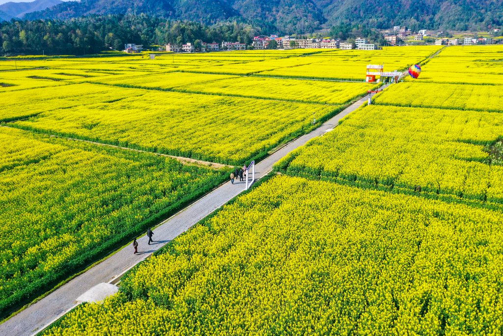 湖南衡阳：油菜花田绘就“八骏图”