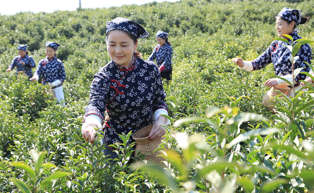 江西上饶：茶农采摘春茶
