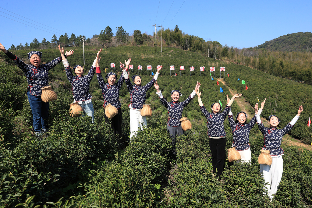 江西上饶：茶农采摘春茶