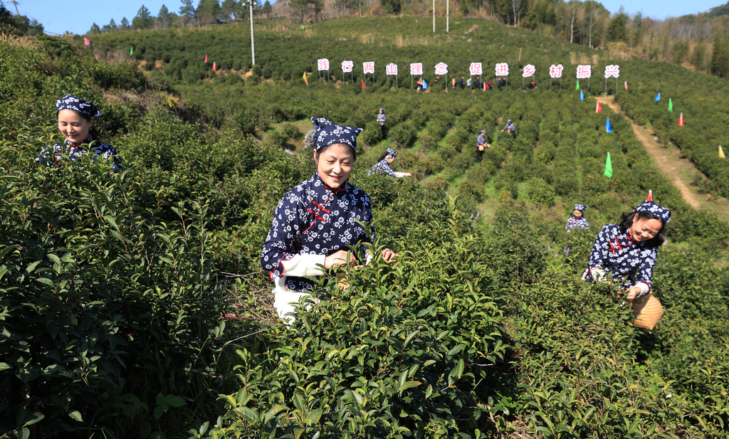 江西上饶：茶农采摘春茶