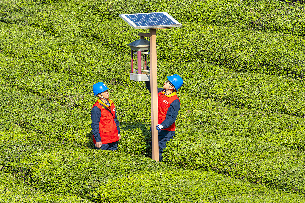 安徽黄山：电力工人检查管护茶园电力设施