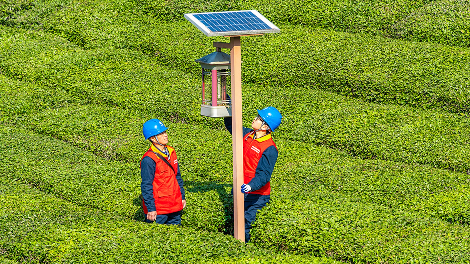 安徽黄山：电力工人检查管护茶园电力设施