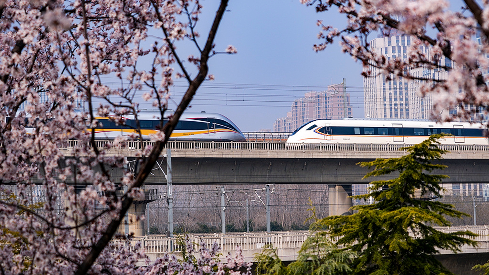 河南郑州：高铁列车穿行春日花海