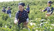 江西上饶：茶农采摘春茶