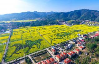 湖南衡阳：油菜花田绘就“八骏图”