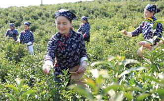 江西上饶：茶农采摘春茶