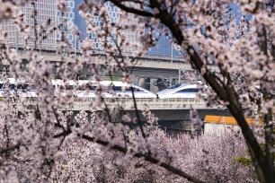 河南郑州：高铁列车穿行春日花海