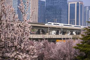 河南郑州：高铁列车穿行春日花海