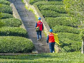 安徽黄山：电力工人检查管护茶园电力设施