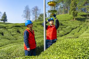 安徽黄山：电力工人检查管护茶园电力设施