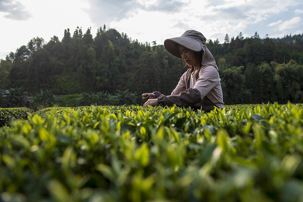 贵州从江：生态茶园陆续进入采摘期