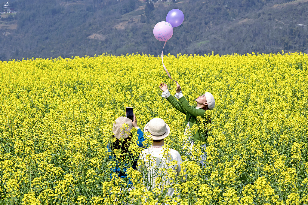 湖北恩施：油菜花竞相绽放连片金黄