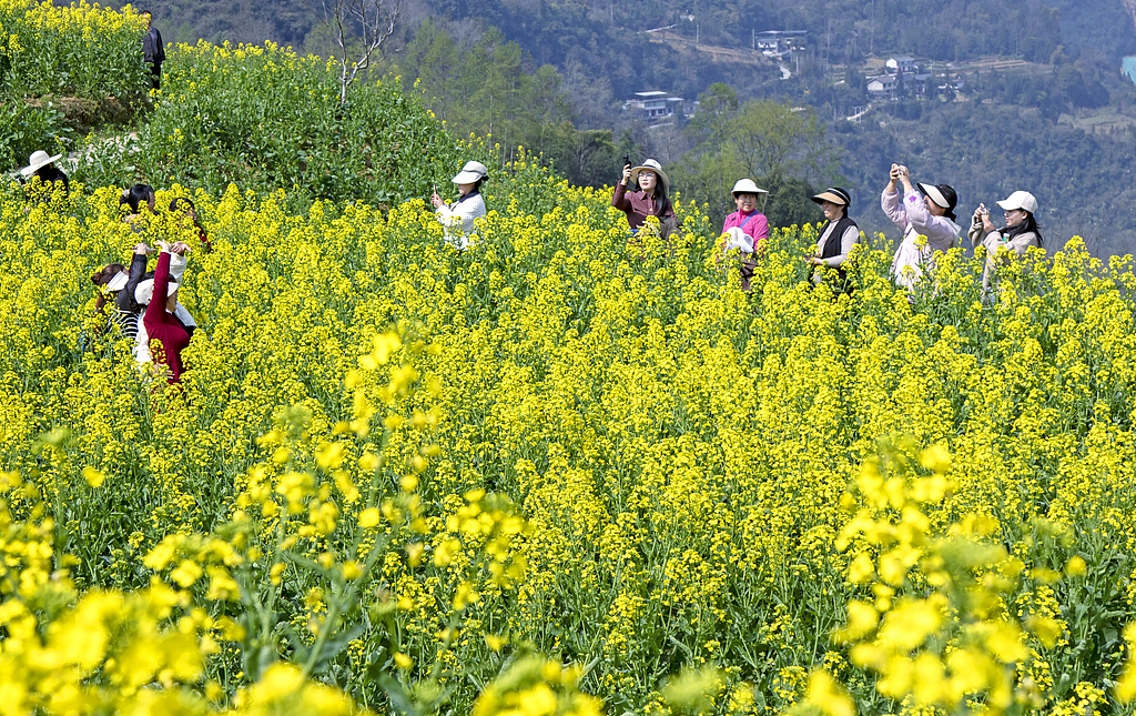 湖北恩施：油菜花竞相绽放连片金黄