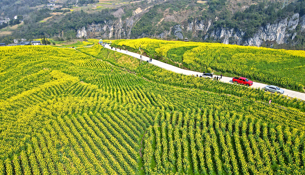 湖北恩施：油菜花竞相绽放连片金黄