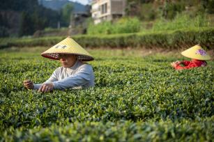 贵州从江：生态茶园陆续进入采摘期