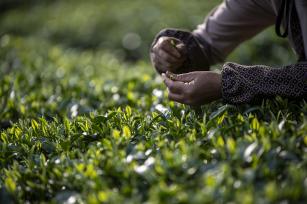 贵州从江：生态茶园陆续进入采摘期